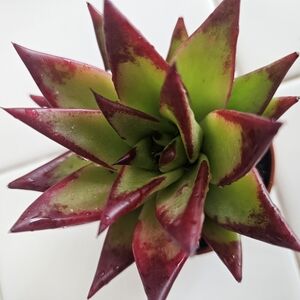 Echeveria Agavodes " Lipstip Green and Red Succulent Plant 2"pot